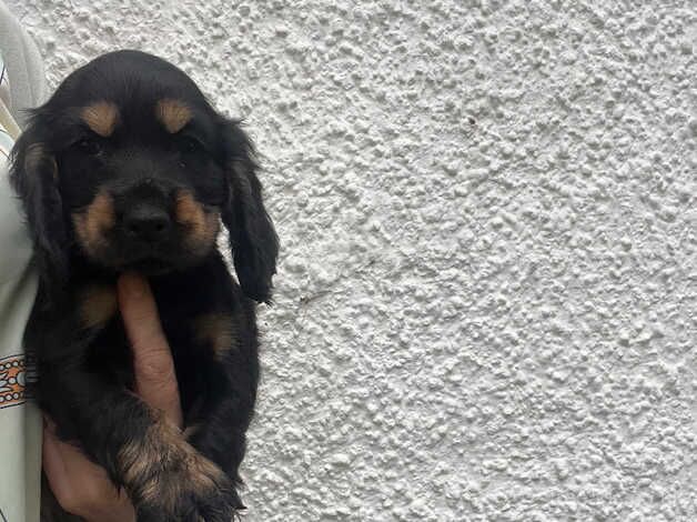 Show cocker spaniel puppies for sale in Perth, Perth and Kinross - Image 4