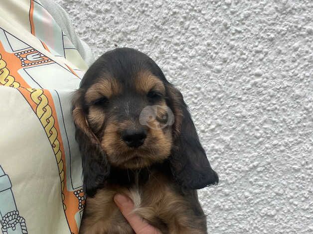 Show cocker spaniel puppies for sale in Perth, Perth and Kinross - Image 5