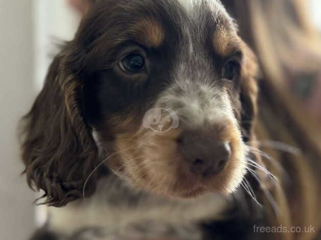 Show cocker spaniel puppies for sale in Southampton, Hampshire - Image 1