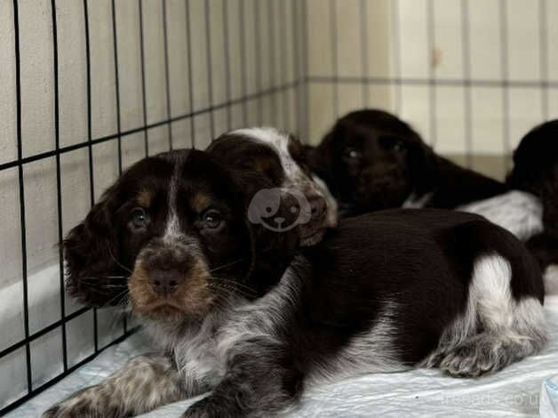 Show cocker spaniel puppies for sale in Southampton, Hampshire - Image 2