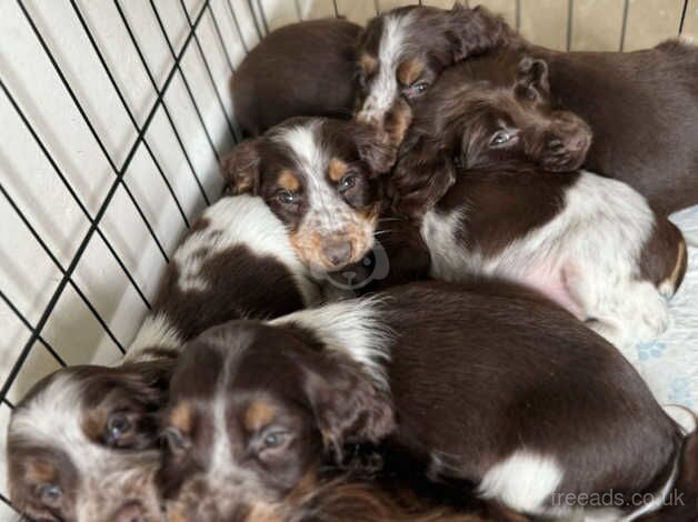 Show cocker spaniel puppies for sale in Southampton, Hampshire - Image 3