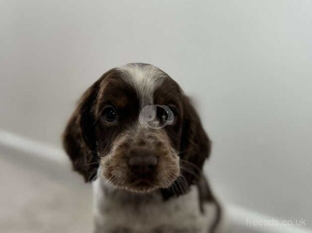 Show cocker spaniel puppies for sale in Southampton, Hampshire - Image 4