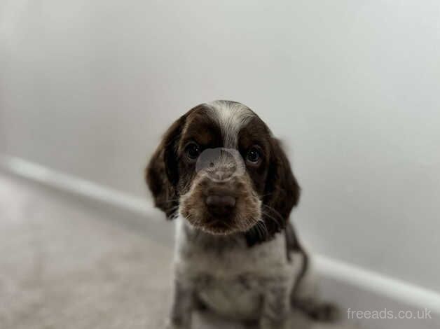 Show cocker spaniel puppies for sale in Southampton, Hampshire - Image 5