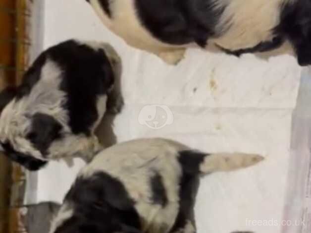 Show cocker spaniel puppies for sale in Tredegar, Blaenau Gwent - Image 1