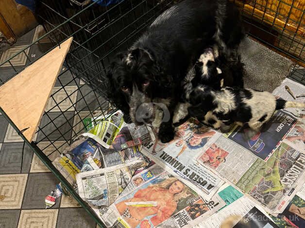 Show cocker spaniel puppies for sale in Tredegar, Blaenau Gwent - Image 2