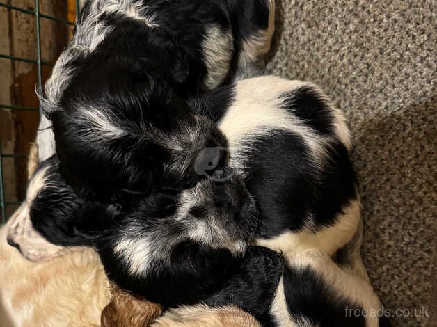 Show cocker spaniel puppies for sale in Tredegar, Blaenau Gwent - Image 4