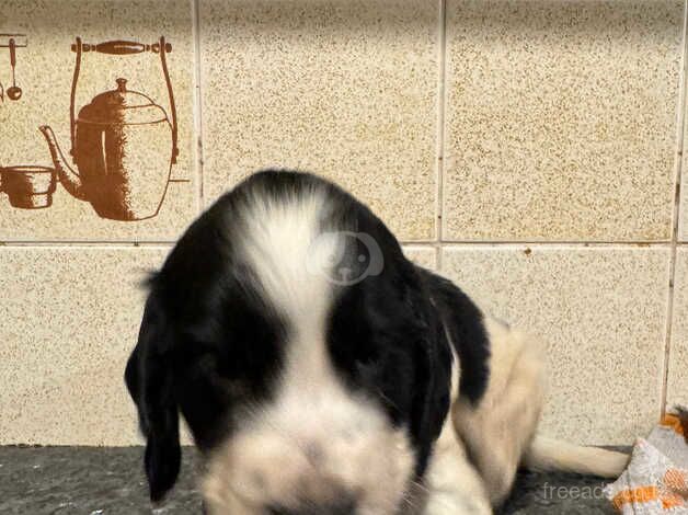 Show cocker spaniel puppies for sale in Tredegar, Blaenau Gwent - Image 5