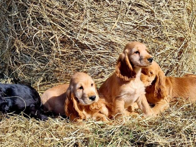 Show Cocker spaniel Puppies ready to leave for sale in Coalville, Leicestershire