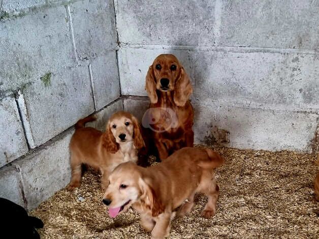 Show Cocker spaniel Puppies ready to leave for sale in Coalville, Leicestershire - Image 3