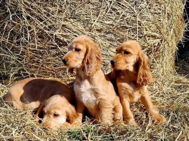 Show Cocker spaniel Puppies ready to leave for sale in Coalville, Leicestershire - Image 4