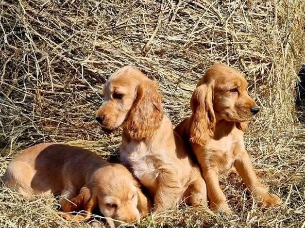 Show Cocker spaniel Puppies ready to leave for sale in Coalville, Leicestershire - Image 5