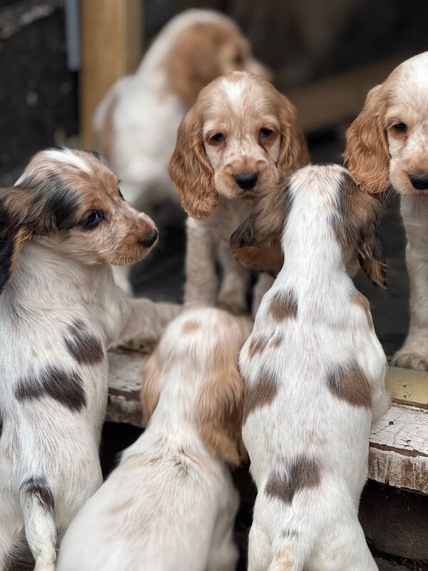 Show cocker spaniel Ready now for sale in Alvaston, Derbyshire