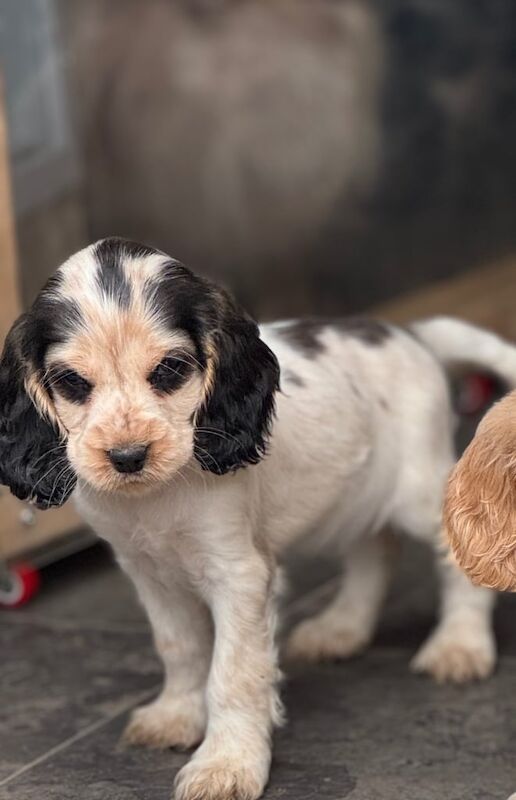 Show cocker spaniel Ready now for sale in Alvaston, Derbyshire - Image 3