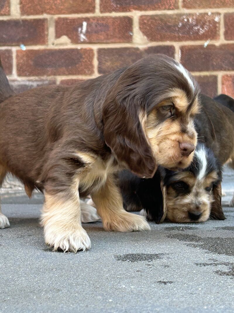 show cocker spaniels for sale in Cheshire - Image 4