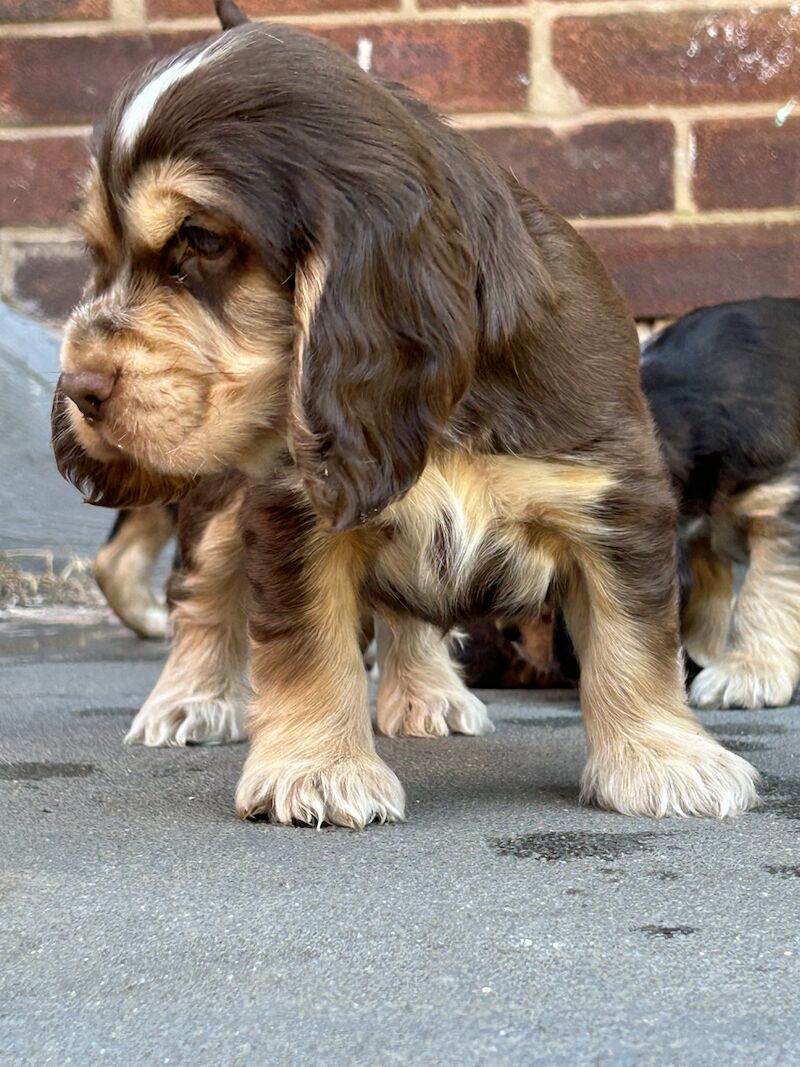 show cocker spaniels for sale in Cheshire - Image 5