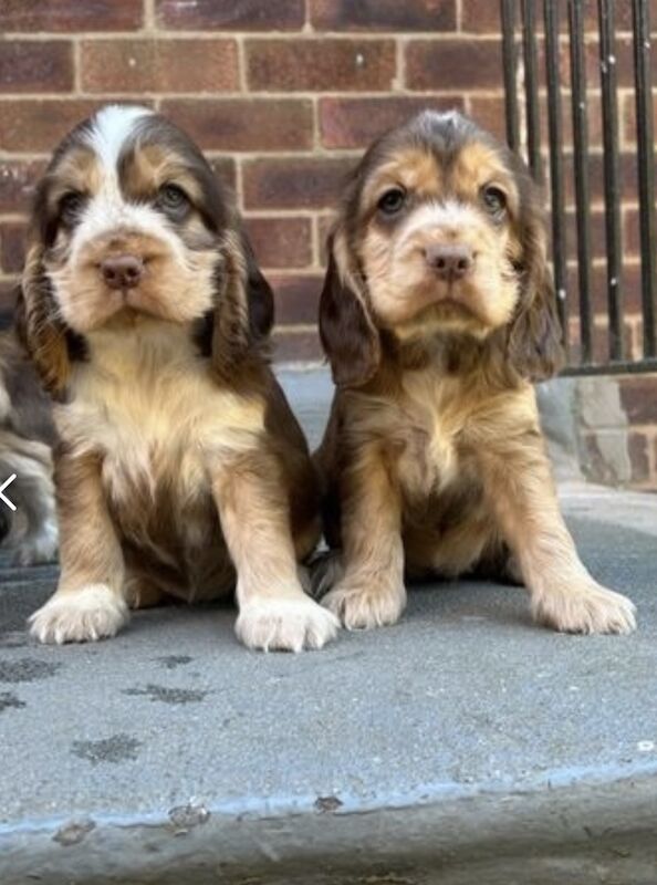 show cocker spaniels for sale in Cheshire - Image 9