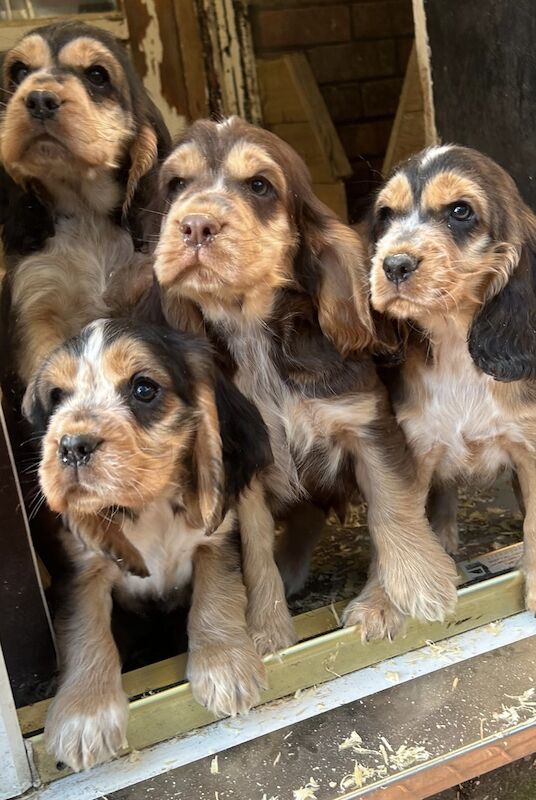 show cocker spaniels for sale in Cheshire