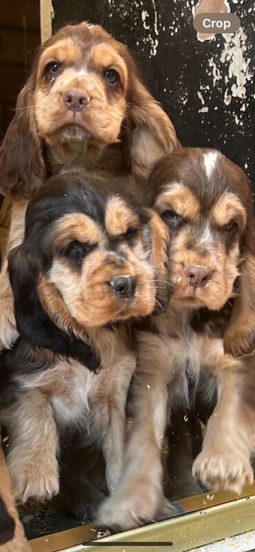 show cocker spaniels for sale in Cheshire - Image 2