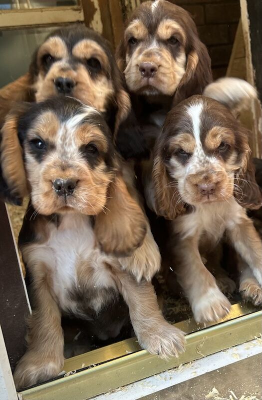 show cocker spaniels for sale in Cheshire - Image 3