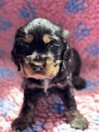 Show cocker spaniels ready 18th June for sale in Skegness, Lincolnshire - Image 1