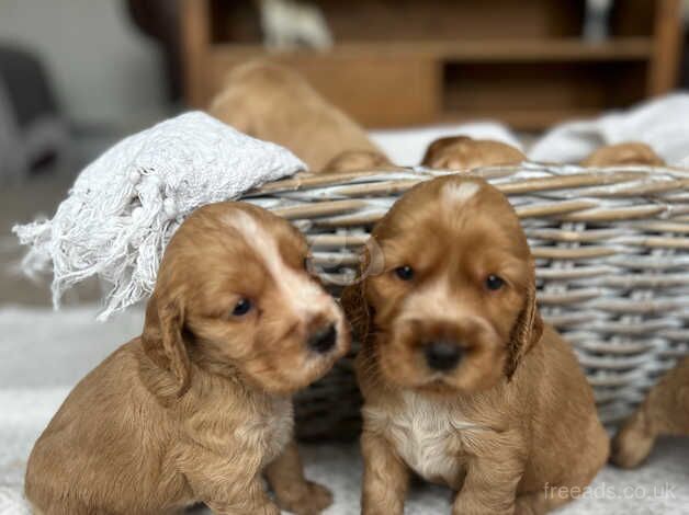 Show Cocker Type Puppies for sale in Middlewich, Cheshire