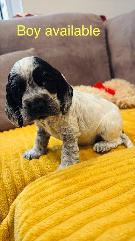 Show English Cocker Spaniel puppies for sale in Greenwich, Greater London - Image 2