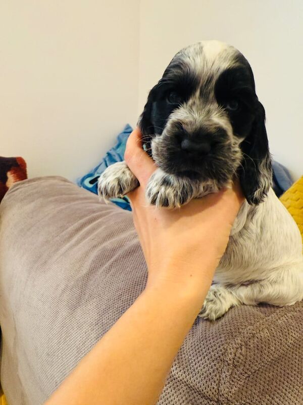 Show English Cocker Spaniel puppies for sale in Greenwich, Greater London - Image 3