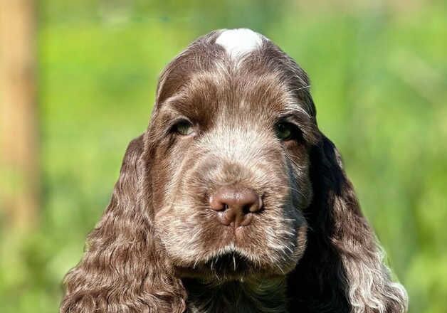 Cocker Spaniels for sale in Irvine, North Ayrshire