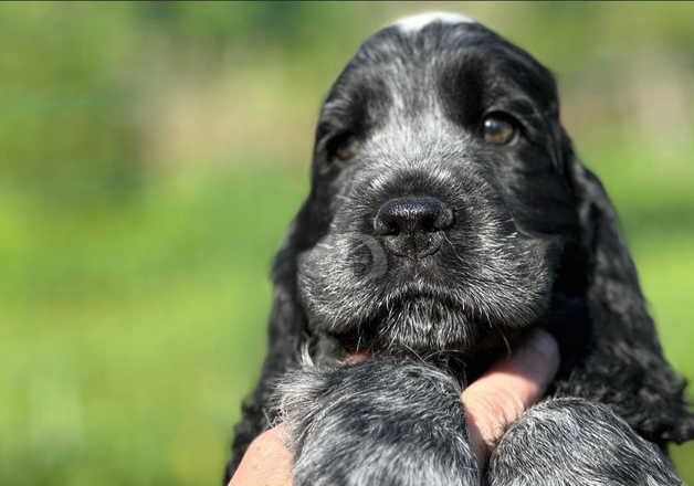 Cocker Spaniel Puppies for sale in North Ayrshire