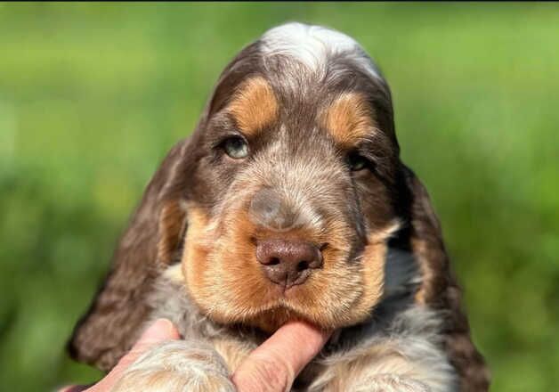 Cocker Spaniel Puppies for sale