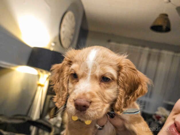 Show Quality Cocker Spaniel Puppy for sale in North Shields, Tyne and Wear