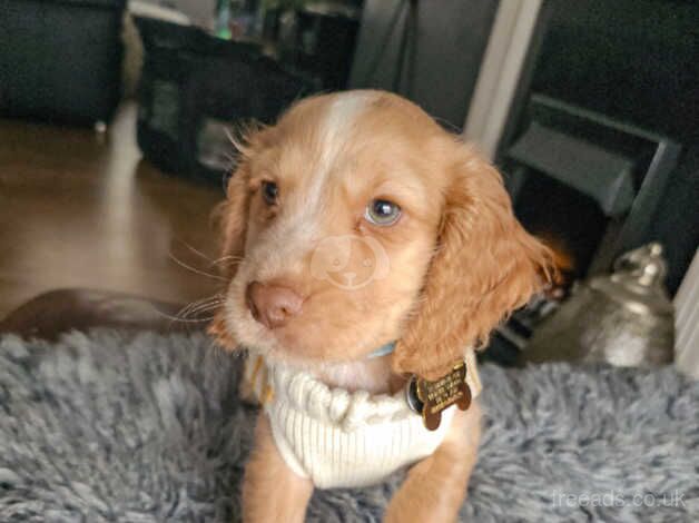 Show Quality Cocker Spaniel Puppy for sale in North Shields, Tyne and Wear - Image 3