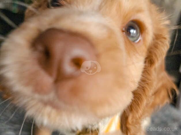 Show Quality Cocker Spaniel Puppy for sale in North Shields, Tyne and Wear - Image 4