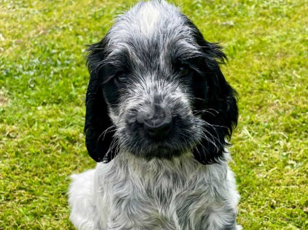 Show Quality Roan Cocker Spaniel Pups for sale in Newry, Newry and Mourne - Image 1