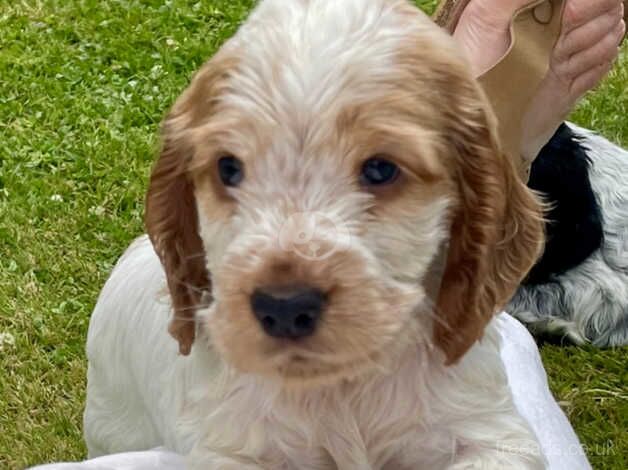 Show Quality Roan Cocker Spaniel Pups for sale in Newry, Newry and Mourne - Image 3