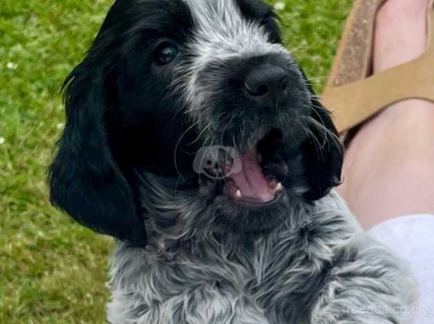 Show Quality Roan Cocker Spaniel Pups for sale in Newry, Newry and Mourne - Image 4