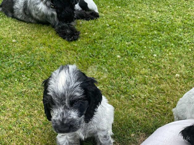 Show Quality Roan Cocker Spaniel Pups for sale in Newry, Newry and Mourne - Image 5