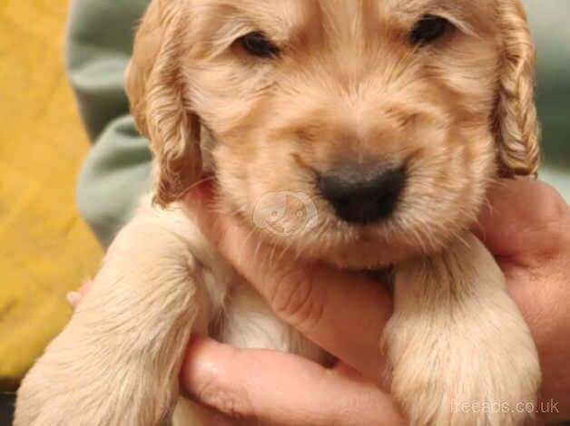 Show type Cocker spaniel for sale in Burton upon Trent, Staffordshire