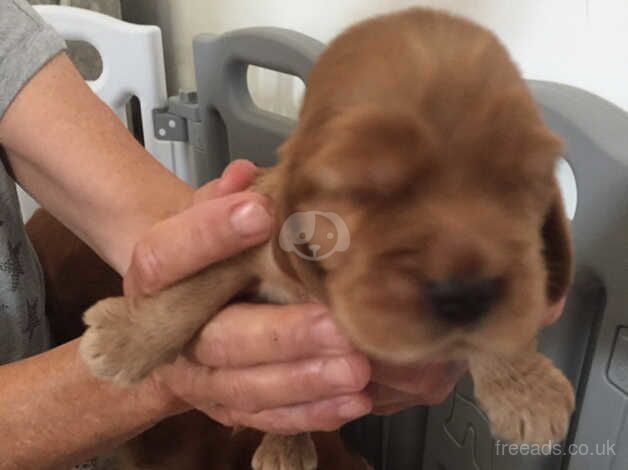 Show type cocker spaniel for sale in Sheerness, Kent - Image 1