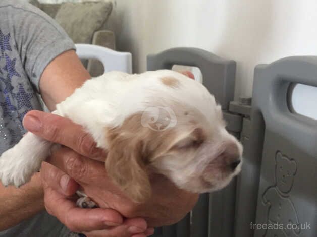 Show type cocker spaniel for sale in Sheerness, Kent - Image 2