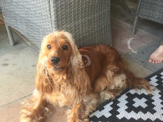 Show type cocker spaniel for sale in Sheerness, Kent - Image 3