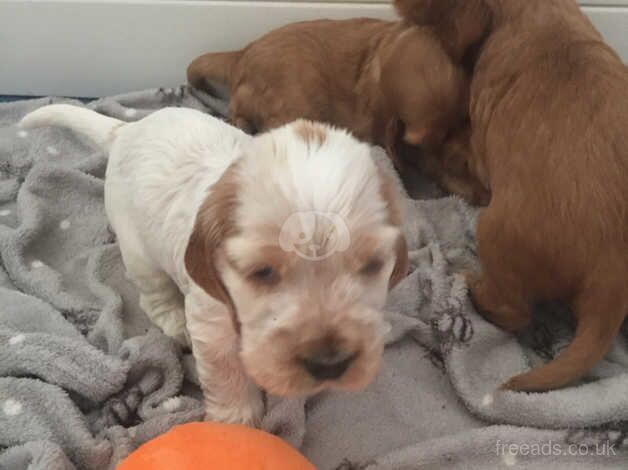 Show type cocker spaniel for sale in Sheerness, Kent - Image 4