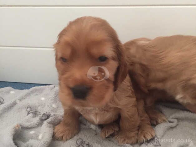 Show type cocker spaniel for sale in Sheerness, Kent - Image 5