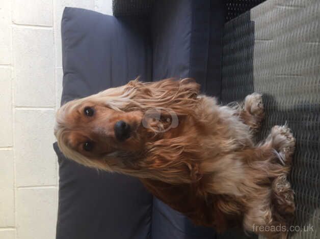 Show type cocker spaniel for sale in Sheerness, Kent