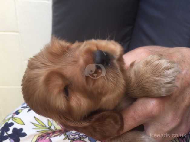 Show type cocker spaniel for sale in Sheerness, Kent - Image 2