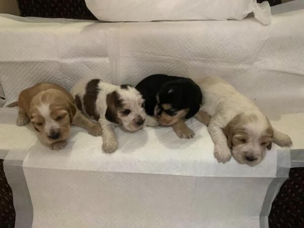 Show type Cocker Spaniel Puppies for sale in Llangefni, Isle of Anglesey