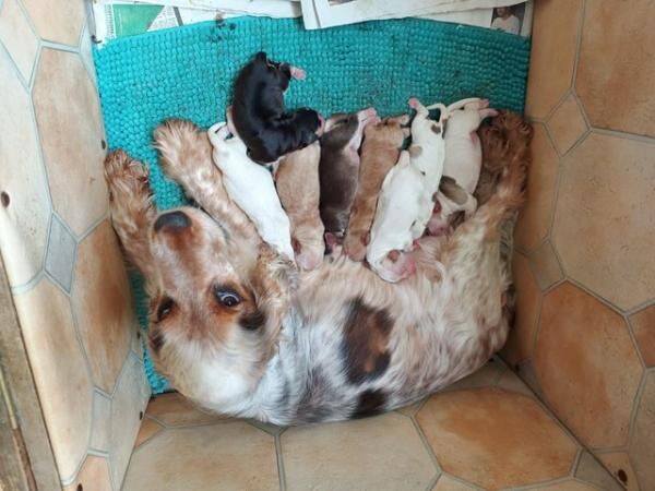 Show type Cocker Spaniel Puppies for sale in Llangefni, Isle of Anglesey - Image 4