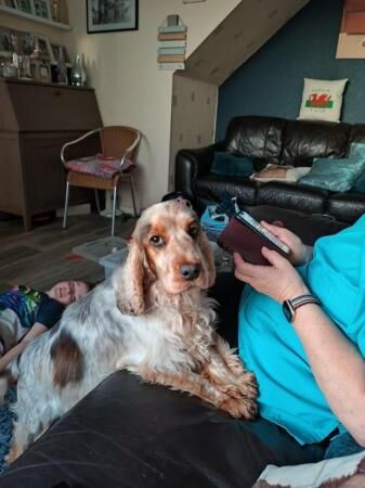 Show type Cocker Spaniel Puppies for sale in Llangefni, Isle of Anglesey - Image 5