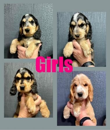 Show type Cocker Spaniel puppies from KC Reg, health tested for sale in Gainsborough, Lincolnshire