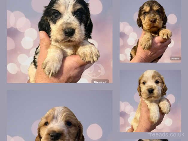 Show type Cocker Spaniel puppies from KC Reg, health tested parents for sale in Scunthorpe, Lincolnshire